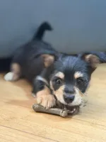 Baby Boy, a male Chihuahua and Maltipom for sale in Shelton, WA – Photo 4 of 4