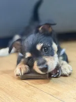 Baby Boy, a male Chihuahua and Maltipom for sale in Shelton, WA – Photo 2 of 4