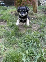 Baby Girl (Fern), a female Chihuahua and Maltipom for sale in Shelton, WA – 6 of 7