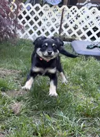 Baby Girl (Fern), a female Chihuahua and Maltipom for sale in Shelton, WA – 4 of 7