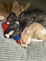 Golden , a male Boston Terrier and Alaskan Husky for sale in Rowlett, TX – 5 of 8