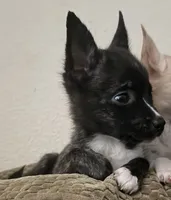 Mysterii, a male Boston Terrier and Alaskan Husky for sale in Rowlett, TX – 6 of 6