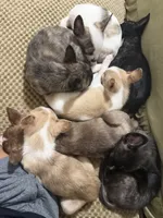 Grenade , a male Boston Terrier and Alaskan Husky for sale in Rowlett, TX – 4 of 8