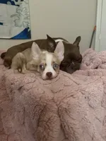 Sunnii, a male Boston Terrier and Alaskan Husky for sale in Rowlett, TX – 6 of 7
