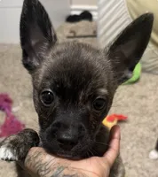 Grenade , a male Boston Terrier and Alaskan Husky for sale in Rowlett, TX – 2 of 8
