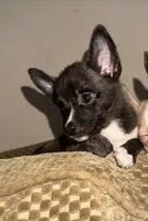 Mysterii, a male Boston Terrier and Alaskan Husky for sale in Rowlett, TX – 3 of 6