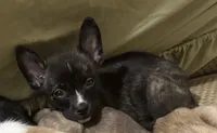 Mysterii, a male Boston Terrier and Alaskan Husky for sale in Rowlett, TX – 4 of 6