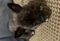Grenade , a male Boston Terrier and Alaskan Husky for sale in Rowlett, TX – 8 of 8