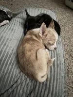 Sunnii, a male Boston Terrier and Alaskan Husky for sale in Rowlett, TX – 5 of 7