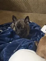 Grenade , a male Boston Terrier and Alaskan Husky for sale in Rowlett, TX – 6 of 8