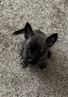 Grenade , a male Boston Terrier and Alaskan Husky for sale in Rowlett, TX – 7 of 8
