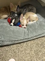 Golden , a male Boston Terrier and Alaskan Husky for sale in Rowlett, TX – 6 of 8