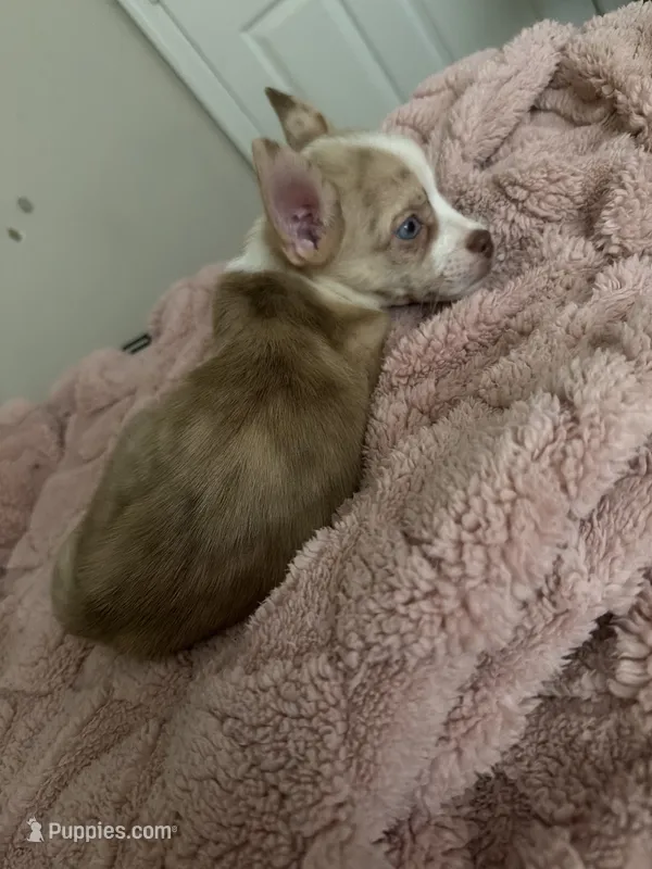 Sunnii – Boston Terrier, Alaskan Husky puppy for sale in Rowlett, TX