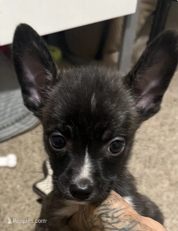 Mysterii – Boston Terrier, Alaskan Husky puppy for sale in Rowlett, TX