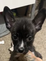 Mysterii, a male Boston Terrier and Alaskan Husky for sale in Rowlett, TX – 1 of 6