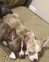 Sunnii, a male Boston Terrier and Alaskan Husky for sale in Rowlett, TX – 3 of 7