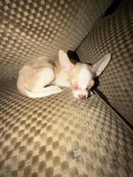 Golden , a male Boston Terrier and Alaskan Husky for sale in Rowlett, TX – 7 of 8