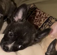 Mysterii, a male Boston Terrier and Alaskan Husky for sale in Rowlett, TX – 2 of 6