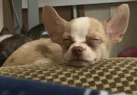 Golden , a male Boston Terrier and Alaskan Husky for sale in Rowlett, TX – 4 of 8
