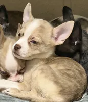 Sunnii, a male Boston Terrier and Alaskan Husky for sale in Rowlett, TX – 4 of 7