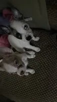 Golden , a male Boston Terrier and Alaskan Husky for sale in Rowlett, TX – 8 of 8
