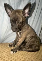 Grenade , a male Boston Terrier and Alaskan Husky for sale in Rowlett, TX – 1 of 8