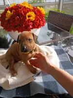 YELLOW 💛 -FEMALE -NEGOTIABLE, a female Rhodesian Ridgeback for sale in Fort Myers, FL – Photo 8 of 8