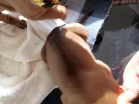 YELLOW 💛 COLLAR-FEMALE , a female Rhodesian Ridgeback for sale in Fort Myers, FL – Photo 3 of 5