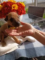 YELLOW 💛 -FEMALE -NEGOTIABLE, a female Rhodesian Ridgeback for sale in Fort Myers, FL – Photo 7 of 8