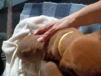 YELLOW 💛 COLLAR-FEMALE , a female Rhodesian Ridgeback for sale in Fort Myers, FL – Photo 4 of 5