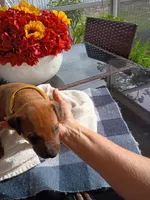 YELLOW 💛 COLLAR-FEMALE , a female Rhodesian Ridgeback for sale in Fort Myers, FL – Photo 1 of 5