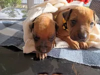 YELLOW 💛 COLLAR-FEMALE , a female Rhodesian Ridgeback for sale in Fort Myers, FL – Photo 5 of 5