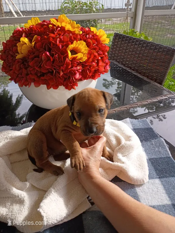 YELLOW 💛 -FEMALE -NEGOTIABLE – Rhodesian Ridgeback puppy for sale in Fort Myers, FL