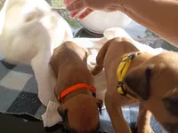 YELLOW 💛 COLLAR-FEMALE , a female Rhodesian Ridgeback for sale in Fort Myers, FL – Photo 2 of 5