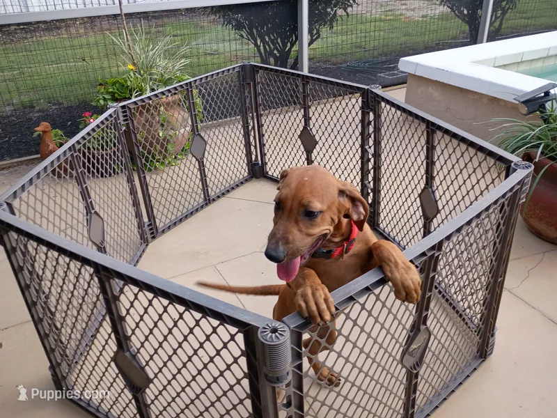 POCAHONTAS-NEGOTIABLE – Rhodesian Ridgeback puppy for sale in Fort Myers, FL