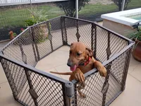 POCAHONTAS-FEMALE, a female Rhodesian Ridgeback for sale in Fort Myers, FL – 7 of 10