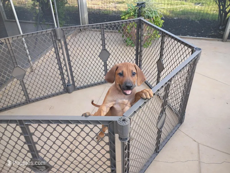 GREEN-💚-MALE-NEGOTIABLE  – Rhodesian Ridgeback puppy for sale in Fort Myers, FL