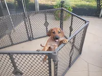 GREEN-💚-SOLD, a male Rhodesian Ridgeback for sale in Fort Myers, FL – 1 of 10