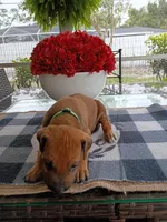 GREEN-💚-MALE, a male Rhodesian Ridgeback for sale in Fort Myers, FL – Photo 10 of 10