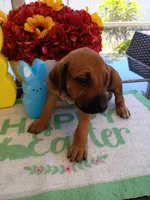 GREEN-💚-MALE, a male Rhodesian Ridgeback for sale in Fort Myers, FL – Photo 1 of 10