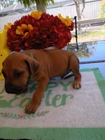 GREEN-💚-MALE, a male Rhodesian Ridgeback for sale in Fort Myers, FL – Photo 9 of 10