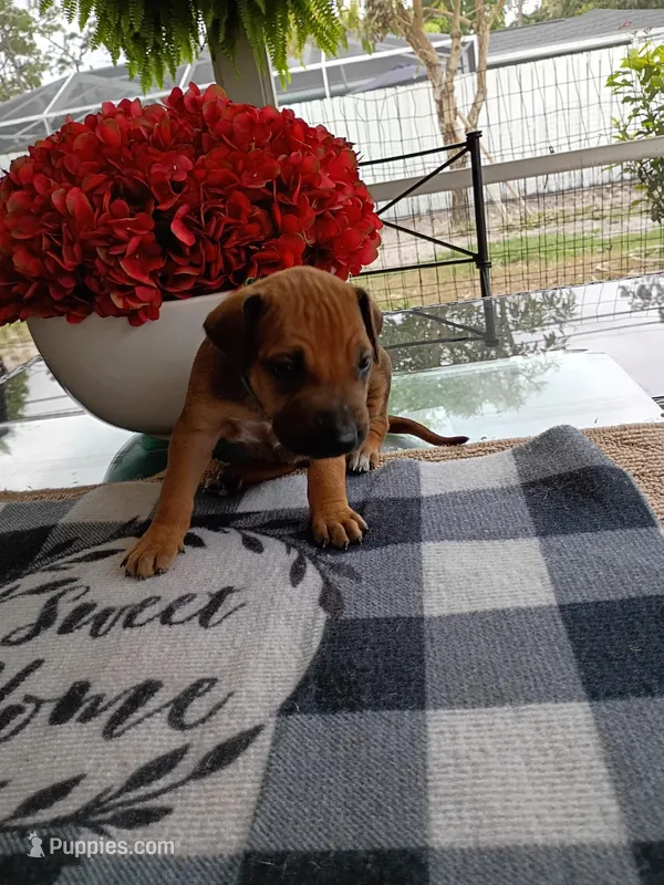 GREEN-💚-MALE – Rhodesian Ridgeback puppy for sale in Fort Myers, FL