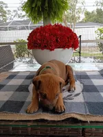 GREEN-💚-MALE, a male Rhodesian Ridgeback for sale in Fort Myers, FL – Photo 6 of 10