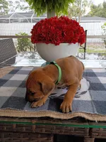 GREEN-💚-MALE, a male Rhodesian Ridgeback for sale in Fort Myers, FL – Photo 8 of 10
