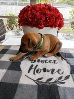 GREEN-💚-MALE, a male Rhodesian Ridgeback for sale in Fort Myers, FL – Photo 7 of 10
