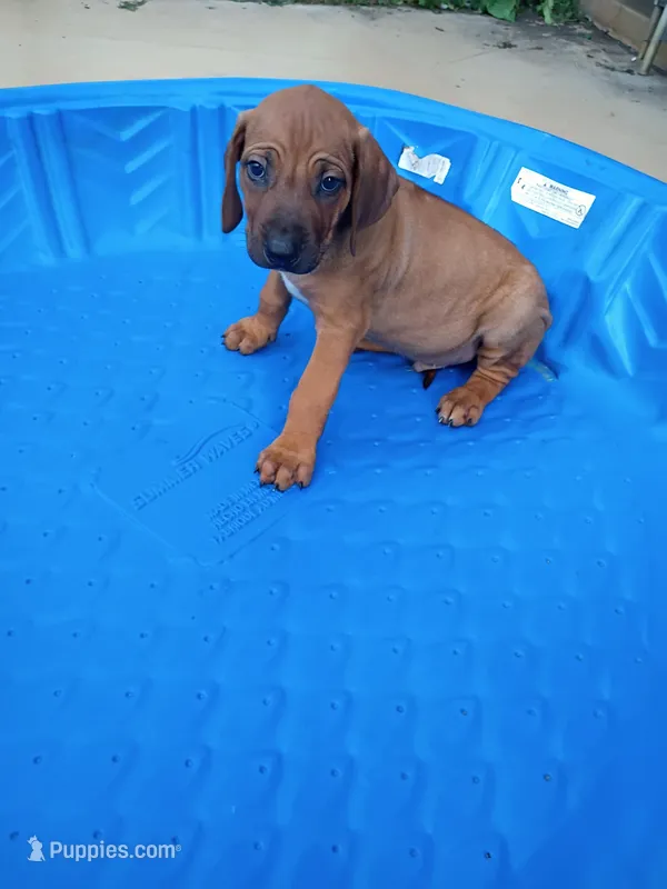 BRUNO, a male Rhodesian Ridgeback for sale in Fort Myers, FL – Photo 1 of 3