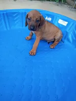 BRUNO, a male Rhodesian Ridgeback for sale in Fort Myers, FL – Photo 1 of 3