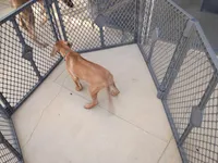 GREEN-💚-SOLD, a male Rhodesian Ridgeback for sale in Fort Myers, FL – 10 of 10