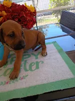 GREEN-💚-MALE, a male Rhodesian Ridgeback for sale in Fort Myers, FL – Photo 2 of 10