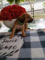 GREEN-💚-MALE, a male Rhodesian Ridgeback for sale in Fort Myers, FL – Photo 3 of 10